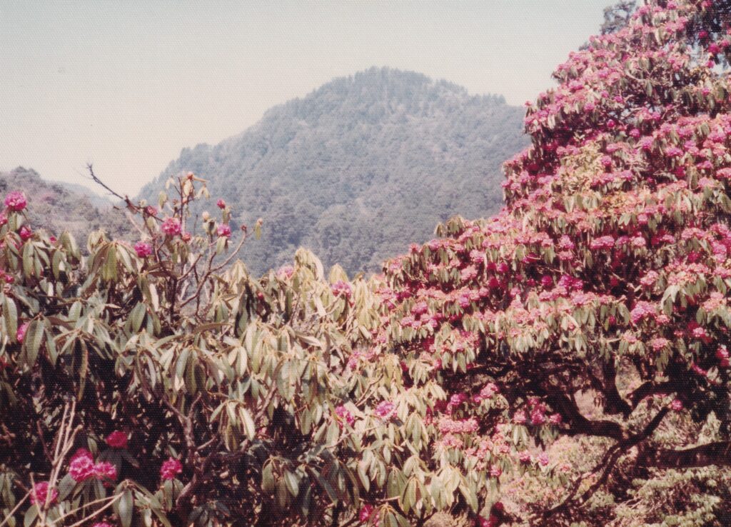 ネパールの国花（ずいぶん後にシャクナゲだとわかりました）。この辺りにはたくさんあったが、他では見なかった。