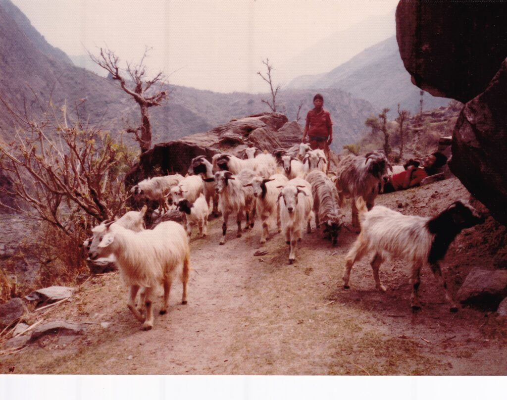 羊の群れを移動させている女の人。何匹かの羊はすぐに道草をするので、大変な仕事である。右の男の人はたまたま道端に寝ていたネパール人。