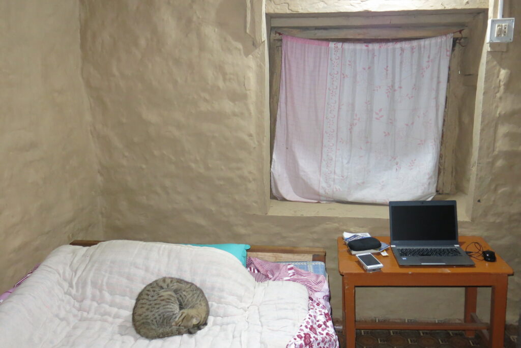 部屋に入ってきて寝ていた猫　朝食を食堂で食べていた隙に、部屋に飼い猫が入ってきて寝ていた。